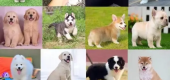 武汉专业繁殖出售 拉布拉多犬安全可靠